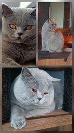 Britse korthaar dekkaters met kampioenstitel voor dekking, Dieren en Toebehoren, Katten en Kittens | Dekkaters