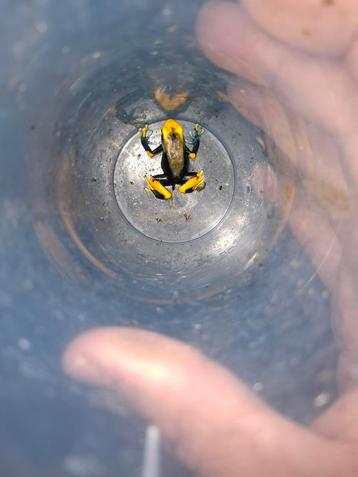 0.0.4 dendrobates tinctorius tumucumaque  beschikbaar voor biedingen