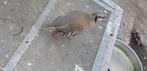 indische steenpatrijs in chocokleur, Dieren en Toebehoren, Vrouwelijk, Tropenvogel, Geringd