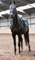 Leasepaard Don in Stolwijk, Ruiter of Bijrijder