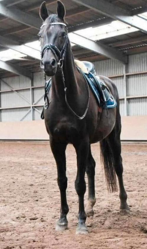 Leasepaard Don in Stolwijk, Diensten en Vakmensen, Dieren | Paarden | Verzorging, Oppas en Les, Ruiter of Bijrijder, Verzorging of Verzorgpony's
