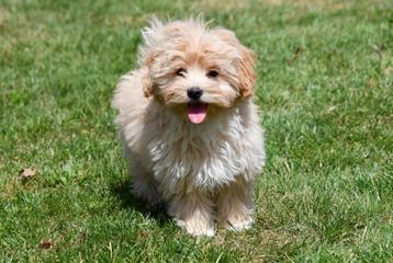 Maltipoo pups te koop beschikbaar voor biedingen