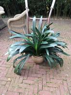 Clivia , Kamerplant., Ophalen, Overige soorten, Halfschaduw, Minder dan 100 cm