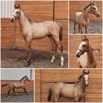 Supergave valkhengst (2025), Dieren en Toebehoren, Paarden, Met stamboom, Minder dan 160 cm, Dressuurpaard, 0 tot 2 jaar