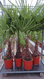 Trachycarpus fortunei. Stam 50 cm, Ophalen