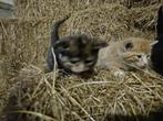 prachtige kittens te koop! jonge katjes, Dieren en Toebehoren, Katten en Kittens | Overige Katten, Meerdere dieren, Kortharig