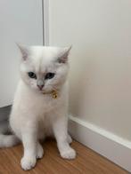 Brits korthaar 9maanden, Dieren en Toebehoren, Katten en Kittens | Raskatten | Korthaar, Kater, Ontwormd, 0 tot 2 jaar