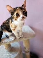 1. Lieve Britse Korthaar mix kittens, Dieren en Toebehoren, Katten en Kittens | Overige Katten, Meerdere dieren, Kortharig, 0 tot 2 jaar