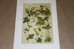 Antieke botanische kleurenlitho - Oa Veldroos Aardbezie etc!, Ophalen of Verzenden