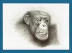 Pentekening Aap Chimpansee Prudence door Theo Zwinderman., Ophalen of Verzenden, Zo goed als nieuw