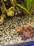 Vuurstaartlabeo, Dieren en Toebehoren, Vis, Zoetwatervis