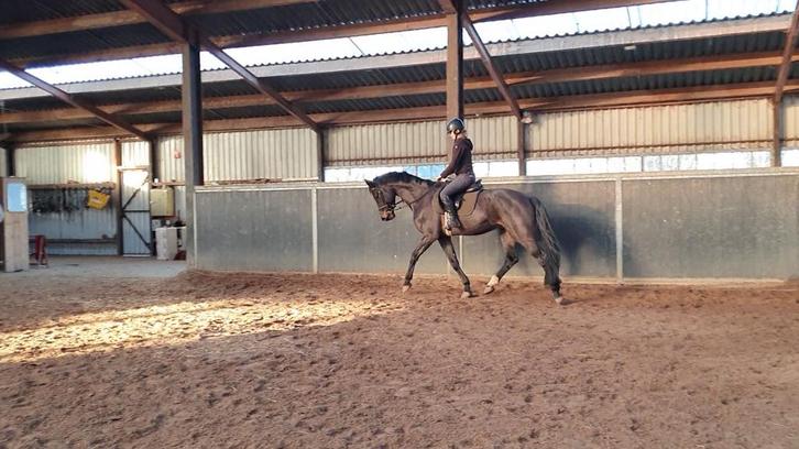 Talentvol KWPN dressuurpaard, Dieren en Toebehoren, Paarden, Ruin, B, 165 tot 170 cm, 3 tot 6 jaar, Dressuurpaard, Met stamboom