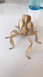 Australische en Indische wandelende takken nimfen ook eitjes, Dieren en Toebehoren, Wandelende tak