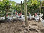 Bonte leghorns, Dieren en Toebehoren, Pluimvee, Vrouwelijk, Kip