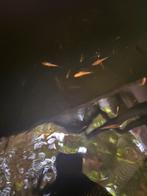 Yamabuki en doitsu karpers koi vis vissen vijver aquarium, Vis