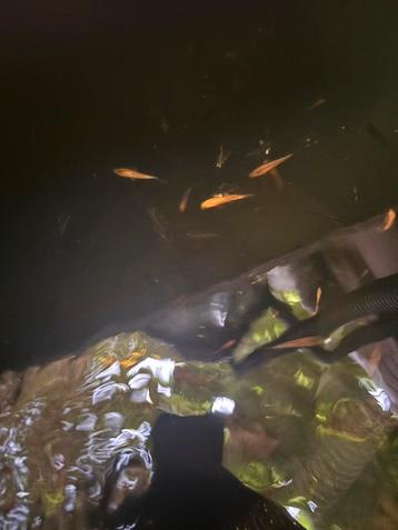 Yamabuki en doitsu karpers koi vis vissen vijver aquarium beschikbaar voor biedingen