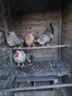 Cream legbar broedeieren, Geslacht onbekend, Kip
