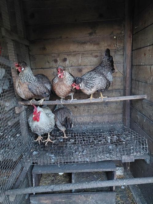 Cream legbar broedeieren, Dieren en Toebehoren, Pluimvee, Kip, Geslacht onbekend