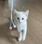 Kruising Ragdoll kitten, Dieren en Toebehoren, Katten en Kittens | Overige Katten, Poes