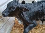 Holstein x Brahman stiertje, Dieren en Toebehoren, Mannelijk, 0 tot 2 jaar