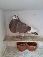 Oliebonte Duif., Dieren en Toebehoren, Vrouwelijk, Kropper