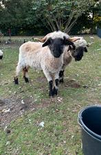 Walliser schwarznase ooi 2023, Dieren en Toebehoren, Vrouwelijk, Schaap, 0 tot 2 jaar