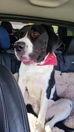 Presa Canario Reu, Dieren en Toebehoren, Rabiës (hondsdolheid), Reu, 1 tot 2 jaar, Groot