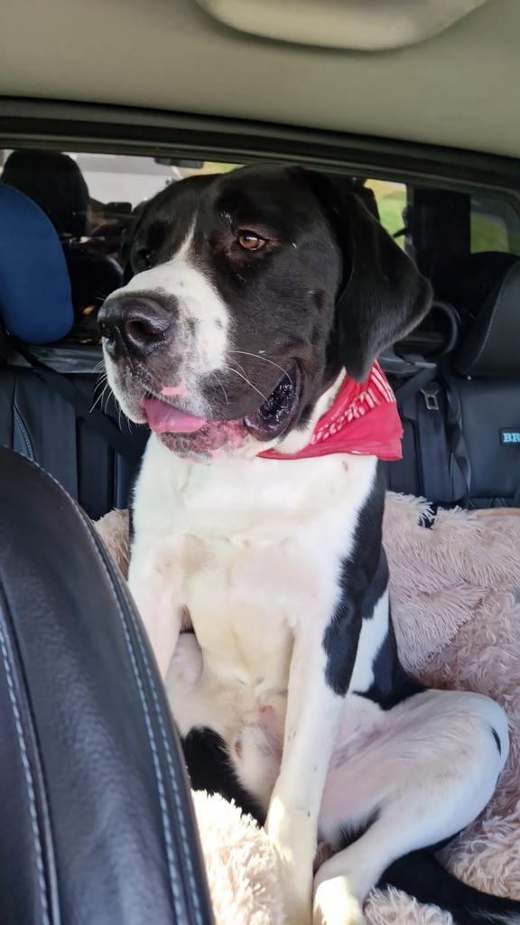 Presa Canario Reu, Dieren en Toebehoren, Honden | Niet-rashonden, Groot, Reu, Particulier, Eén hond, Nederland, 1 tot 2 jaar, CDV (hondenziekte)