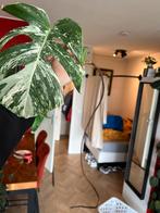Monstera Albo Variegata Stek (Nr. 5), Ophalen of Verzenden