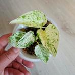 Epipremnum Snow Queen plantje, Ophalen of Verzenden, Overige soorten, Minder dan 100 cm