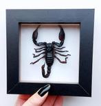 Opgezette Aziatische Bosschorpioen in lijst, Ophalen of Verzenden, Nieuw, Insect, Opgezet dier