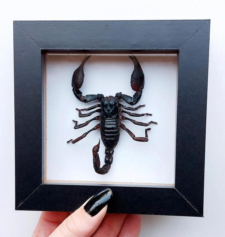 Opgezette Aziatische Bosschorpioen in lijst, Verzamelen, Dierenverzamelingen, Nieuw, Opgezet dier, Insect, Ophalen of Verzenden