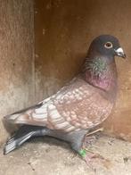 14 kleurpostduiven, Dieren en Toebehoren, Vogels | Duiven, Meerdere dieren, Overige soorten