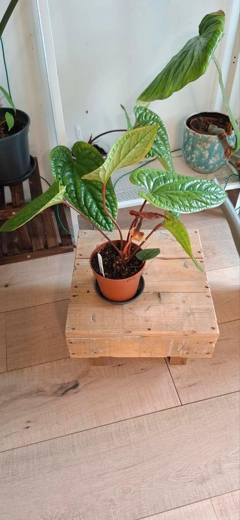 Anthurium radicans x luxurians, Huis en Inrichting, Kamerplanten, Overige soorten, Minder dan 100 cm, Groene kamerplant, Halfschaduw