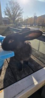 konijn met een kooi, Dieren en Toebehoren