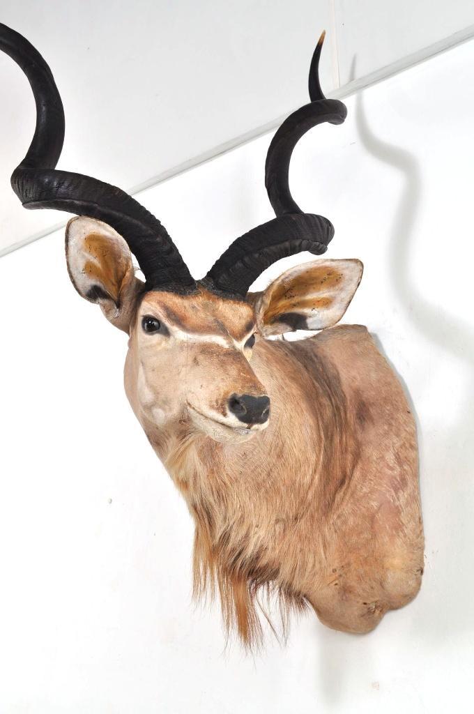 Grote opgezette koedoe hoorns kop Afrika antilope EYECATCHER, Verzamelen, Dierenverzamelingen, Gebruikt, Gewei of Kop, Wild dier