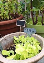 gratis af te halen plantjes van gezaaide kropsla of ruilen!, Ophalen, Volle zon