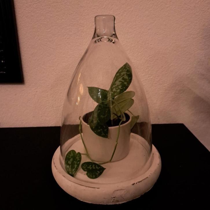 Nieuwe glazen Stolp op plateau - 23x32 cm - Decoratief, Huis en Inrichting, Woonaccessoires | Stolpen, Nieuw, Ophalen