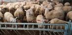 Lammeren, Meerdere dieren, Schaap