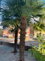 Palmen winterhard, Tuin en Terras, Planten | Bomen, 100 tot 250 cm, Zomer, Palmboom, Ophalen