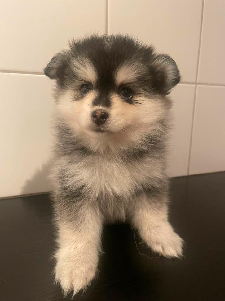 Mooie Pomsky pups, Dieren en Toebehoren, Honden | Poolhonden, Keeshonden en Oertypen, Meerdere dieren, Overige rassen, Particulier