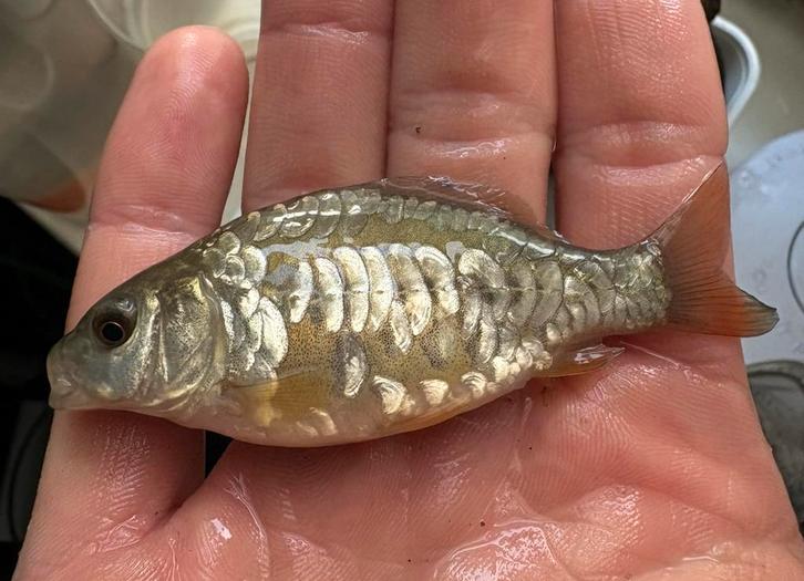 De allermooiste spiegelkarpertjes !!!, Dieren en Toebehoren, Vissen | Vijvervissen, Karper of Koi
