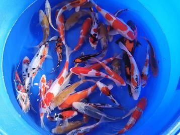 Nieuwe aanvoer Japanse Koi 25-35cm!!  Van 159,- nu voor 89,- beschikbaar voor biedingen