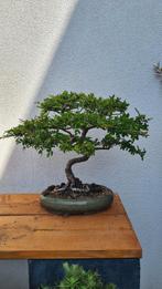 Prebonsai 5 stuks, Ophalen, Halfschaduw, Overige soorten