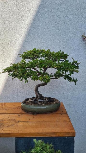 Prebonsai 5 stuks beschikbaar voor biedingen