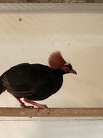 Roelroel man geringd, Dieren en Toebehoren, Mannelijk, Tropenvogel, Geringd