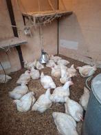 Mestkuikens mesthaantjes, Kip