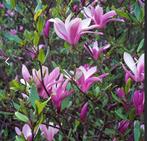 Magnolia Susan, Tuin en Terras, Planten | Tuinplanten, Ophalen, Overige soorten, Volle zon