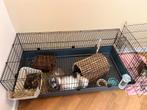 Teddy konijn en hangoor konijn te koop!, Dieren en Toebehoren, Konijnen, Meerdere dieren, Middelgroot, Hangoor, 0 tot 2 jaar