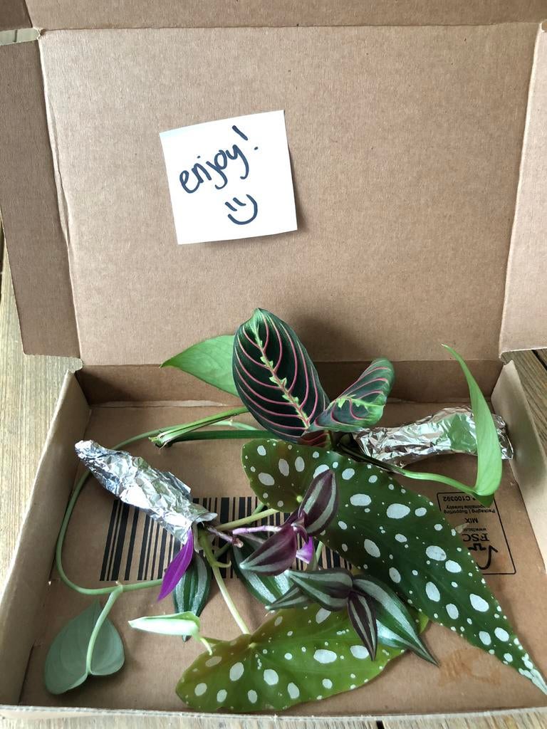 Stekpakket, Huis en Inrichting, Kamerplanten, Minder dan 100 cm, Halfschaduw, Ophalen